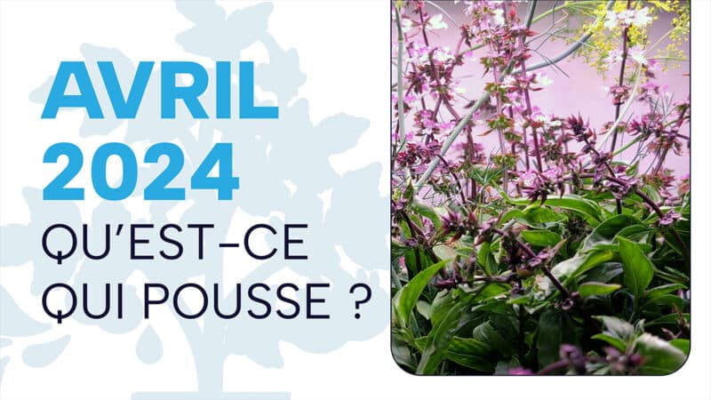 Aperçu de mes jardins hydroponiques (édition avril 2024)