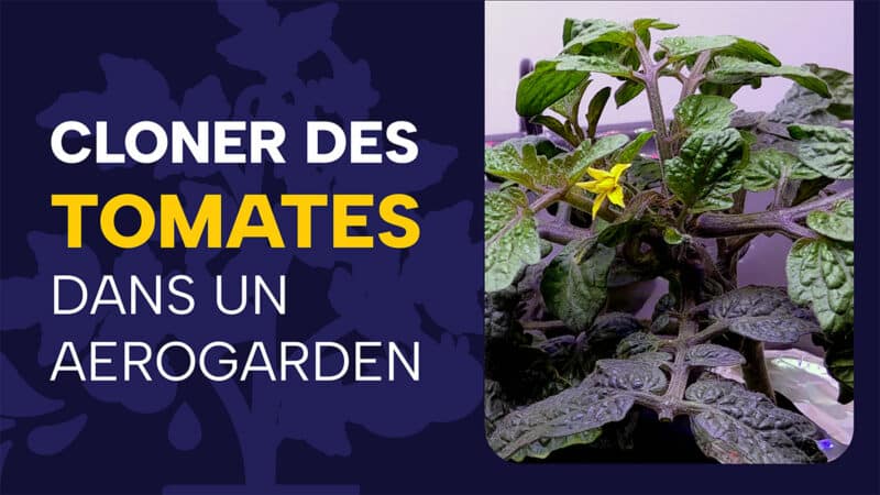 Cloner des tomates dans un Aerogarden Bounty : j&rsquo;ai dû tout arrêter, découvrez pourquoi