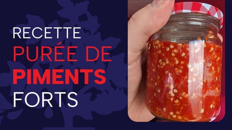 Purée de piments forts style Sambal Oelek : ma recette de « pepper mash » maison