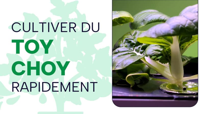 Toy Choy : astuces pour le cultiver rapidement dans un Aerogarden Bounty