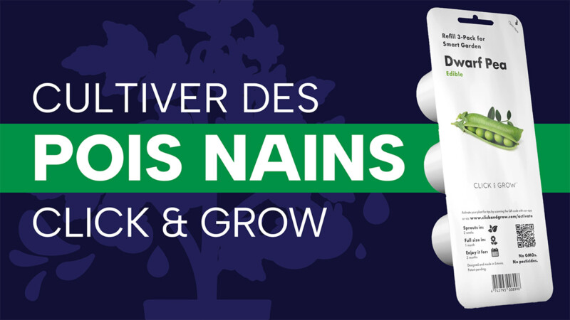 Cultiver des pois nains dans un jardin Click & Grow : test et verdict final