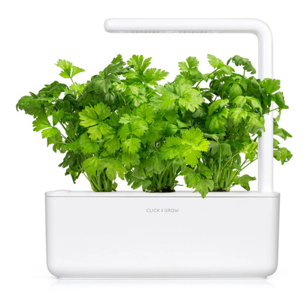 Feuillage de céleri par Click & Grow