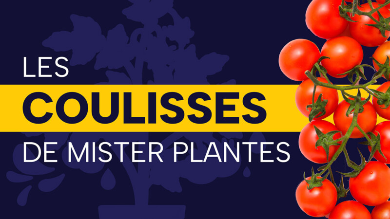 Dans les coulisses de Mister Plantes : mes projets de jardinage en préparation !